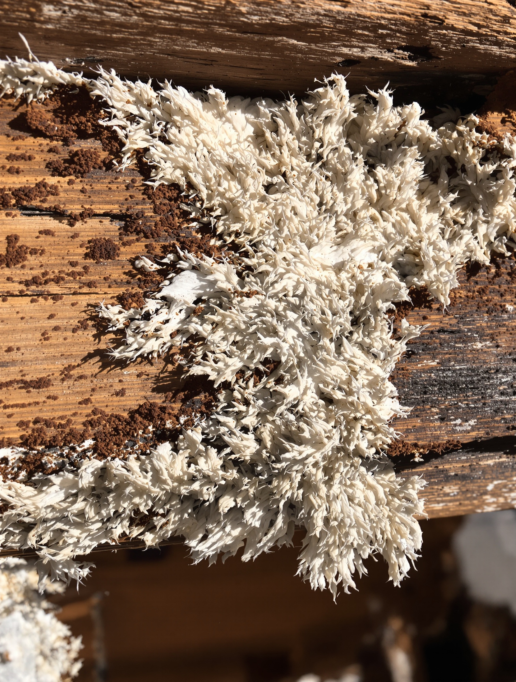 Mérule dévorant une poutre – champignon lignivore destructeur du bois.